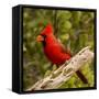 Male northern cardinal (Cardinalis cardinalis) perching on branch, Baja California Sur, Mexico-Panoramic Images-Framed Stretched Canvas