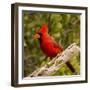 Male northern cardinal (Cardinalis cardinalis) perching on branch, Baja California Sur, Mexico-Panoramic Images-Framed Photographic Print