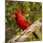 Male northern cardinal (Cardinalis cardinalis) perching on branch, Baja California Sur, Mexico-Panoramic Images-Mounted Photographic Print