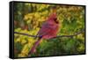 Male Northern Cardinal in autumn, Cardinalis-Adam Jones-Framed Stretched Canvas