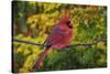 Male Northern Cardinal in autumn, Cardinalis-Adam Jones-Stretched Canvas