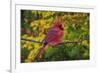 Male Northern Cardinal in autumn, Cardinalis-Adam Jones-Framed Photographic Print