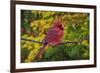 Male Northern Cardinal in autumn, Cardinalis-Adam Jones-Framed Photographic Print