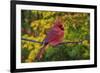 Male Northern Cardinal in autumn, Cardinalis-Adam Jones-Framed Photographic Print