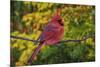 Male Northern Cardinal in autumn, Cardinalis-Adam Jones-Mounted Photographic Print