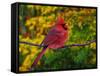 Male Northern Cardinal in Autumn-Adam Jones-Framed Stretched Canvas