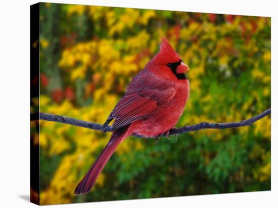 Male Northern Cardinal in Autumn-Adam Jones-Stretched Canvas