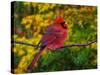Male Northern Cardinal in Autumn-Adam Jones-Stretched Canvas