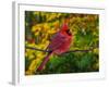 Male Northern Cardinal in Autumn-Adam Jones-Framed Photographic Print