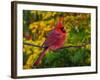 Male Northern Cardinal in Autumn-Adam Jones-Framed Photographic Print