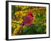 Male Northern Cardinal in Autumn-Adam Jones-Framed Photographic Print