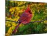 Male Northern Cardinal in Autumn-Adam Jones-Mounted Photographic Print