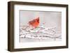 Male Northern cardinal in breeding plumage, New York, USA-Marie Read-Framed Photographic Print