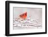 Male Northern cardinal in breeding plumage, New York, USA-Marie Read-Framed Photographic Print