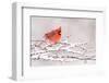 Male Northern cardinal in breeding plumage, New York, USA-Marie Read-Framed Photographic Print