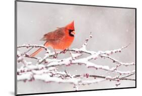 Male Northern cardinal in breeding plumage, New York, USA-Marie Read-Mounted Photographic Print