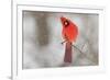 Male northern cardinal in snow, Kentucky-Adam Jones-Framed Photographic Print