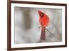 Male northern cardinal in snow, Kentucky-Adam Jones-Framed Photographic Print