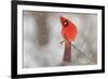 Male northern cardinal in snow, Kentucky-Adam Jones-Framed Photographic Print