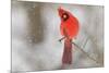 Male northern cardinal in snow, Kentucky-Adam Jones-Mounted Photographic Print