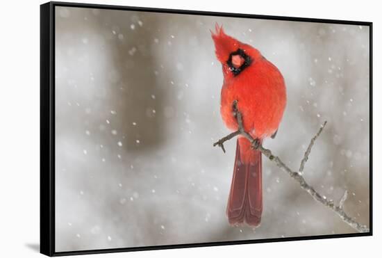 Male northern cardinal in snow, Kentucky-Adam Jones-Framed Stretched Canvas