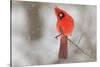 Male northern cardinal in snow, Kentucky-Adam Jones-Stretched Canvas
