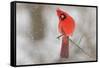 Male northern cardinal in snow, Kentucky-Adam Jones-Framed Stretched Canvas