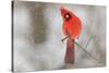 Male northern cardinal in snow, Kentucky-Adam Jones-Stretched Canvas