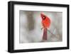 Male northern cardinal in snow, Kentucky-Adam Jones-Framed Photographic Print