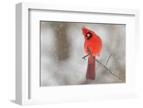Male northern cardinal in snow, Kentucky-Adam Jones-Framed Photographic Print