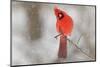 Male northern cardinal in snow, Kentucky-Adam Jones-Mounted Photographic Print