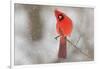 Male northern cardinal in snow, Kentucky-Adam Jones-Framed Photographic Print