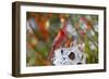 Male northern cardinal . Marion County, Illinois.-Richard & Susan Day-Framed Photographic Print