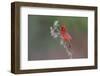 Male Northern Cardinal. Rio Grande Valley, Texas-Adam Jones-Framed Photographic Print