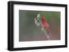 Male Northern Cardinal. Rio Grande Valley, Texas-Adam Jones-Framed Photographic Print