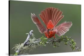 Male Northern Cardinal. Rio Grande Valley, Texas-Adam Jones-Stretched Canvas