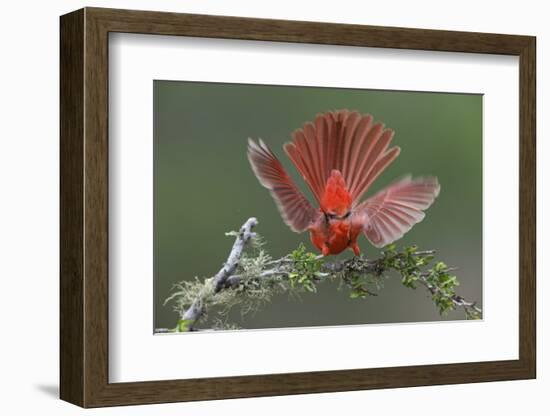 Male Northern Cardinal. Rio Grande Valley, Texas-Adam Jones-Framed Photographic Print