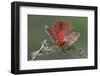 Male Northern Cardinal. Rio Grande Valley, Texas-Adam Jones-Framed Photographic Print