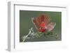 Male Northern Cardinal. Rio Grande Valley, Texas-Adam Jones-Framed Photographic Print