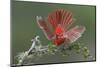 Male Northern Cardinal. Rio Grande Valley, Texas-Adam Jones-Mounted Photographic Print