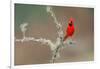 Male Northern Cardinal. Rio Grande Valley, Texas-Adam Jones-Framed Photographic Print