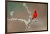 Male Northern Cardinal. Rio Grande Valley, Texas-Adam Jones-Framed Photographic Print