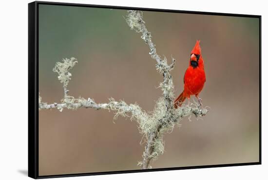 Male Northern Cardinal. Rio Grande Valley, Texas-Adam Jones-Framed Stretched Canvas