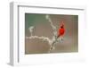 Male Northern Cardinal. Rio Grande Valley, Texas-Adam Jones-Framed Photographic Print