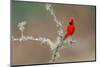 Male Northern Cardinal. Rio Grande Valley, Texas-Adam Jones-Mounted Photographic Print