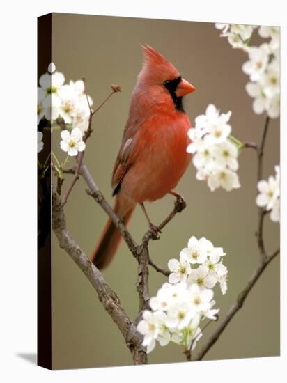 Male Northern Cardinal-Adam Jones-Stretched Canvas