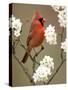 Male Northern Cardinal-Adam Jones-Stretched Canvas