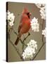 Male Northern Cardinal-Adam Jones-Stretched Canvas
