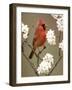 Male Northern Cardinal-Adam Jones-Framed Photographic Print