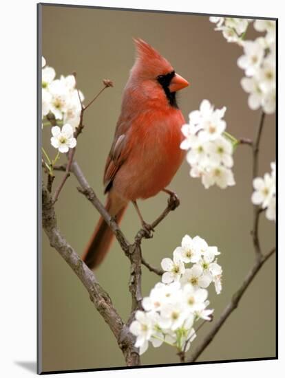 Male Northern Cardinal-Adam Jones-Mounted Photographic Print